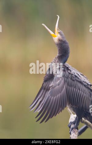 Grand cormoran Phalacrocorax carbo, plumage de 1ère année perché sur branche, ailes de séchage et bâillement, Hortobagy, Hongrie, juin Banque D'Images