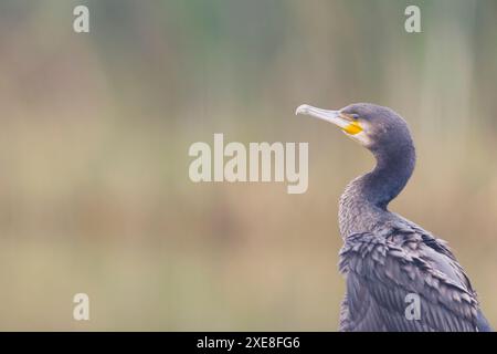Grand cormoran Phalacrocorax carbo, plumage de 1ère année, Hortobagy, Hongrie, juin Banque D'Images