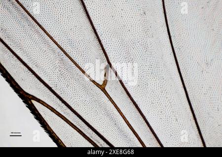 Gros plan d'une aile d'une mouche domestique, prise à un grossissement de 10 fois au microscope optique Banque D'Images