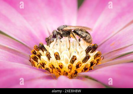 Halictidae swaet abeille pollinisant une fleur d'ostéospermum colorée sur le dessus des étamines avec un fond flou rose et un espace de copie Banque D'Images