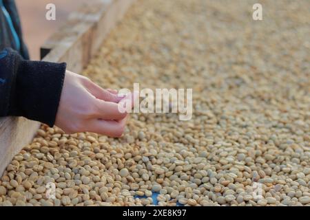 Les agriculteurs séparent les grains de café imparfaits après les avoir séchés au soleil réduisent l'humidité afin que seuls les grains de café parfaits restent et les prennent à torréfier proc Banque D'Images