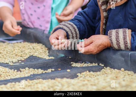 Les agriculteurs séparent les grains de café imparfaits après les avoir séchés au soleil réduisent l'humidité afin que seuls les grains de café parfaits restent et les prennent à torréfier proc Banque D'Images