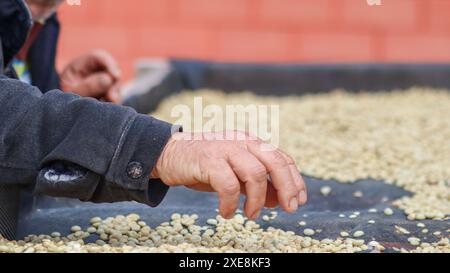 Les agriculteurs séparent les grains de café imparfaits après les avoir séchés au soleil réduisent l'humidité afin que seuls les grains de café parfaits restent et les prennent à torréfier proc Banque D'Images