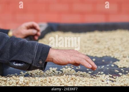 Les agriculteurs séparent les grains de café imparfaits après les avoir séchés au soleil réduisent l'humidité afin que seuls les grains de café parfaits restent et les prennent à torréfier proc Banque D'Images