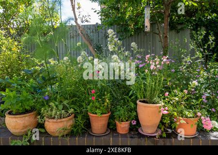 Mélange d'herbes et de fleurs poussant dans des pots en terre cuite et de terre dans un jardin domestique au printemps. Menthe, romarin, origan, sauge, thym, fenouil, plants de curry. Banque D'Images