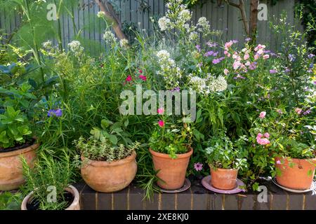 Mélange d'herbes et de fleurs poussant dans des pots en terre cuite et de terre dans un jardin domestique au printemps. Menthe, romarin, origan, sauge, thym, fenouil, plants de curry. Banque D'Images