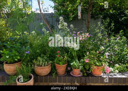 Mélange d'herbes et de fleurs poussant dans des pots en terre cuite et de terre dans un jardin domestique au printemps. Menthe, romarin, origan, sauge, thym, fenouil, plants de curry. Banque D'Images