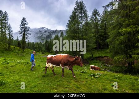 Tôt le matin à 5,30 heures, Manfred Huber, agriculteur alpin, va chercher les vaches dans les pâturages nocturnes pour les traire. En été, il a neigé sur les pentes les plus élevées pendant la nuit. A six heures, le troupeau de vaches Pinzgau est chassé pour la traite du matin. Filzmoosalm, Großarl, Salzbourg, Autriche Banque D'Images