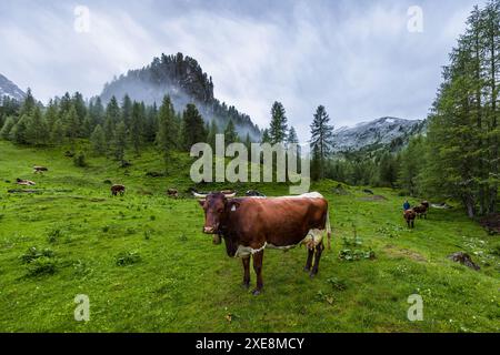 Les vaches Pinzgau sont récupérées des pâturages nocturnes pour la traite, Filzmoosalm, Grossarltal, Salzburger Almenweg. En été, il a neigé sur les pentes les plus élevées pendant la nuit. A six heures, le troupeau de vaches Pinzgau est chassé pour la traite du matin. Filzmoosalm, Großarl, Salzbourg, Autriche Banque D'Images