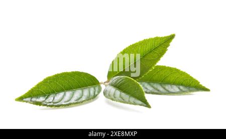 Feuille de thé vert isolée sur fond blanc. Chemin de détourage inclus. Banque D'Images