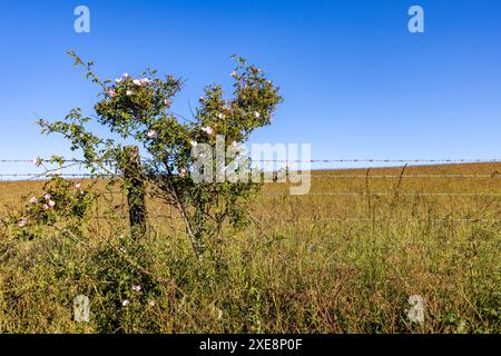 Une rose poussant contre une clôture dans la campagne du Sussex, avec un ciel bleu clair au-dessus Banque D'Images