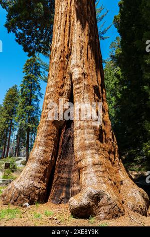 Séquoia géant ; Sequoia National Park ; Californie ; États-Unis Banque D'Images