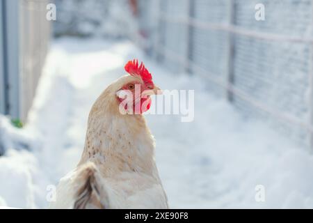 Poulet blanc sur fond d'hiver. Portrait d'un poulet du Sussex Banque D'Images