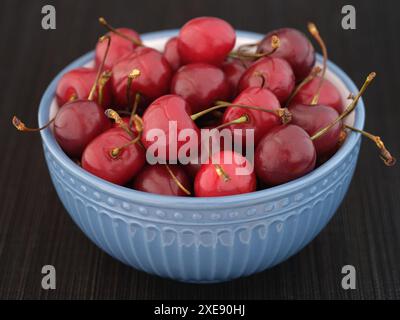 Cerises fraîchement cueillies dans un bol bleu. Gros plan. Banque D'Images