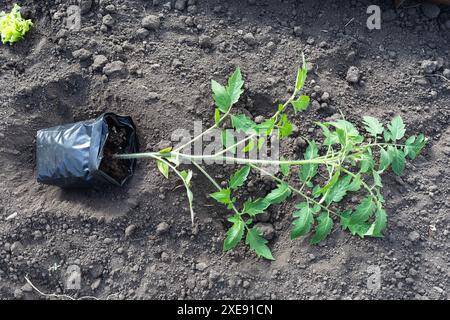 Plants de tomates au sol, vue de dessus Banque D'Images