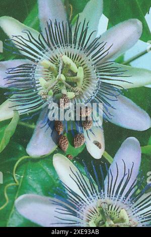 Passiflora caerulea, fleur de passion, graines Banque D'Images