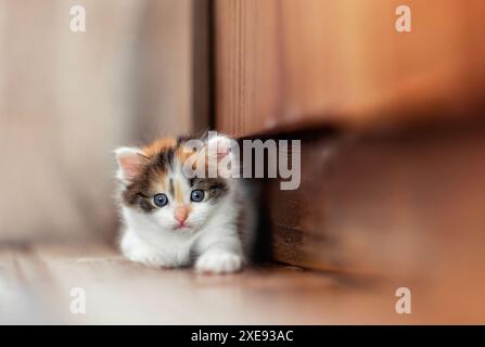 un beau petit chaton moelleux se trouve sur le sol avec ses pattes tendues Banque D'Images