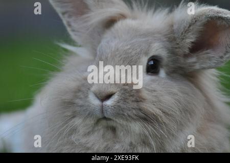 Jeune lapin nain à tête de lion de couleur sable dans un jardin Banque D'Images