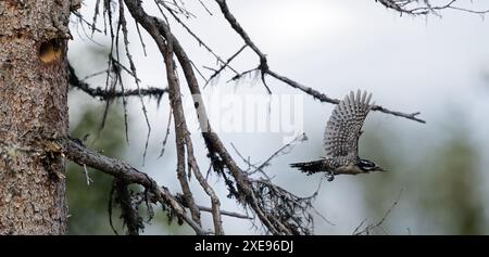 Pic-bois eurasien à trois doigts en vol Banque D'Images