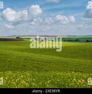Vue printanière en soirée avec champs de fleurs de couleur jaune de colza en plein soleil avec ombres nuages. Saison naturelle, beau temps, climat Banque D'Images