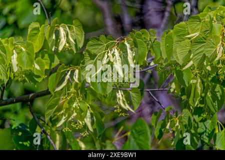 (Tilia) arbre généralement appelé 'citron vert' ou tilleul en Grande-Bretagne et en Europe 'tilleul', 'citron vert' ou 'basswood' en Amérique du Nord. Symbole de l'État république tchèque Banque D'Images