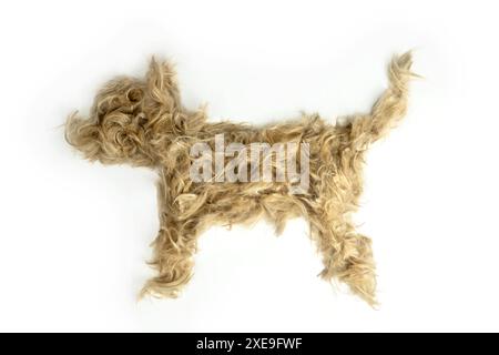 Typographie créative faite avec de vrais poils de chien. Cheveux blonds sur fond blanc chiens, chats, animaux de compagnie, monstres et autres animaux à fourrure. Alphabet complet. À faire Banque D'Images