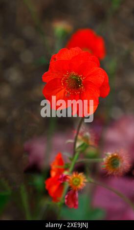 Gros plan de la fleur rouge rincée avec la couleur abricot de la plante herbacée de jardin à fleurs d'été vivaces geum Scarlet Tempest. Banque D'Images