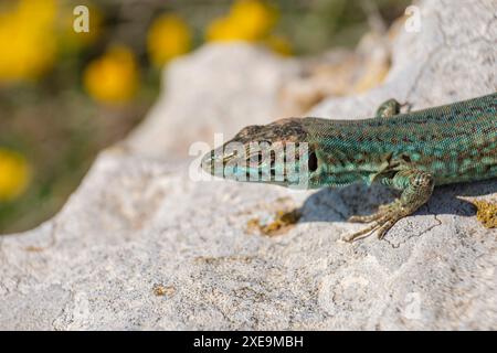 Podarcis hispanicus Banque D'Images