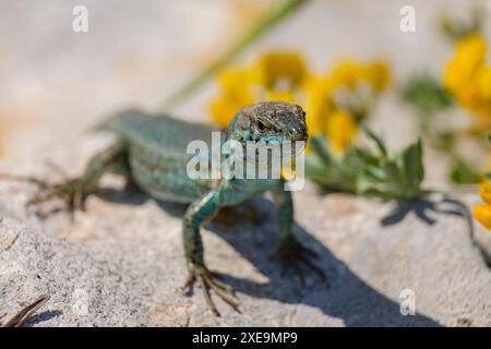 Podarcis hispanicus Banque D'Images