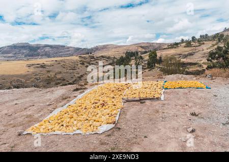 Maïs séchant au soleil dans la vallée sacrée des Incas situé dans la chaîne des Andes du Pérou entouré de végétation et d'arbres avec Banque D'Images