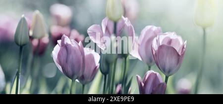 Tulipes, jardin, bannière concept de tristesse légère Banque D'Images