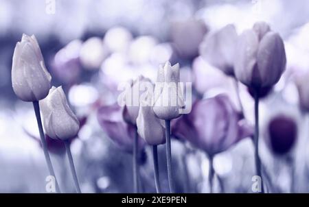 Tulipes, jardin, bannière concept de tristesse légère Banque D'Images