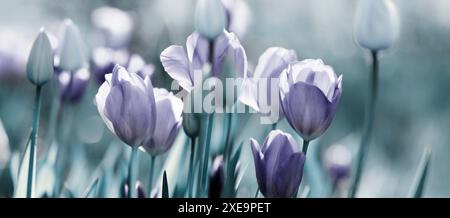 Tulipes, jardin, bannière concept de tristesse légère Banque D'Images