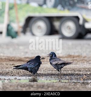 Photo montrant deux corbeaux qui ont une dispute sur la route de gravier en ville Banque D'Images