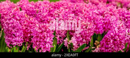 Bannière de jacinthes de fleurs roses vibrantes Banque D'Images