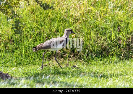 Vallées méridionales (Vanellus chilensis), Ecoparque Sabana, département de Cundinamarca. Faune et observation des oiseaux en Colombie. Banque D'Images