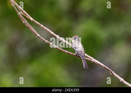 pewee (Contopus virens), Ecoparque Sabana, Cundinamarca Department. Faune et observation des oiseaux en Colombie Banque D'Images