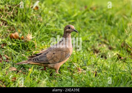 Colombe à oreilles (Zenaida auriculata), Valle Del Cocora, Département de Quindio. Faune et observation des oiseaux en Colombie Banque D'Images