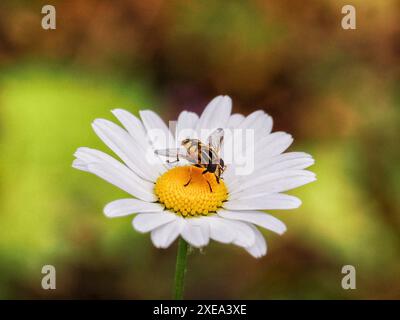 Hoverfly sur la Marguerite Banque D'Images