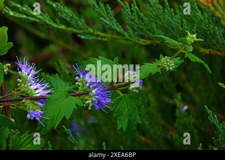 Fleurs de barbe Banque D'Images