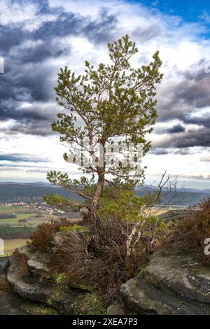 PIN sur le Lilienstein, arbres frappants dans les montagnes de grès de l'Elbe Banque D'Images