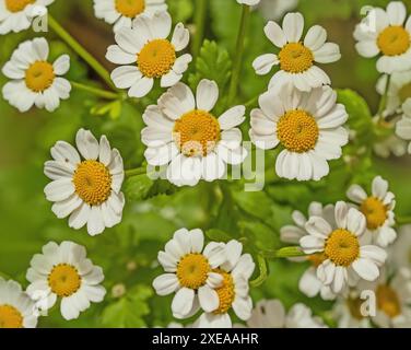 Motherwort 'Tanacetum parthenium' Banque D'Images