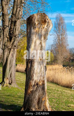 Une grande souche d'arbre dans un parc de la ville Banque D'Images