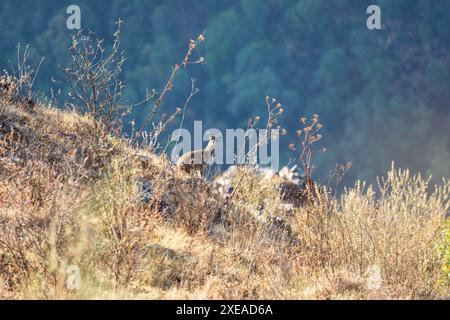 Antilope de Klipspringer (Oreotragus oreotragus), Parc national des montagnes du Simien, Ethiopie. Africa Wildlife Banque D'Images