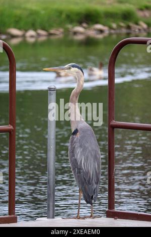 Great Blue Heron ou Ardea herodias perché sur un quai à Green Valley Park à Payson, Arizona. Banque D'Images