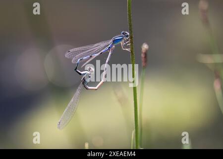 Bluet ou Enallagma civile familier couple à Green Valley Park à Payson, Arizona. Banque D'Images