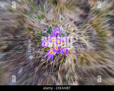 Pulsatilla patens, pasqueflower oriental, et fleurs pourpres d'anémone de feuillus recouvertes de petits poils fleurissant sur la prairie Banque D'Images