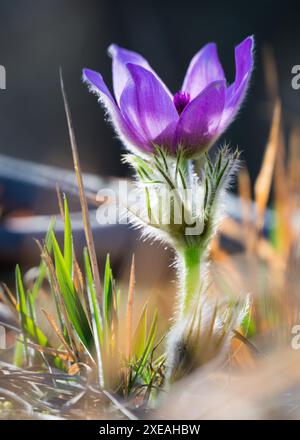 Pasqueflower.Belle fleur bleue de la plus grande fleur de pasque ou de la plus grande fleur de pasqueflower sur la prairie, en latin pulsatilla grandis Banque D'Images