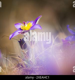 Pulsatilla patens, pasqueflower oriental, et fleurs pourpres d'anémone de feuillus recouvertes de petits poils fleurissant sur la prairie Banque D'Images