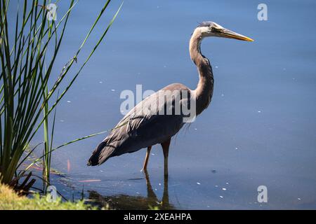 Grand héron bleu ou Ardea herodias debout dans l'étang de Green Valley Park à Payson, Arizona. Banque D'Images